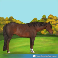 Horse Color:Liver Chestnut Rabicano 