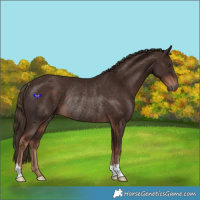 Horse Color:Liver Chestnut Rabicano 