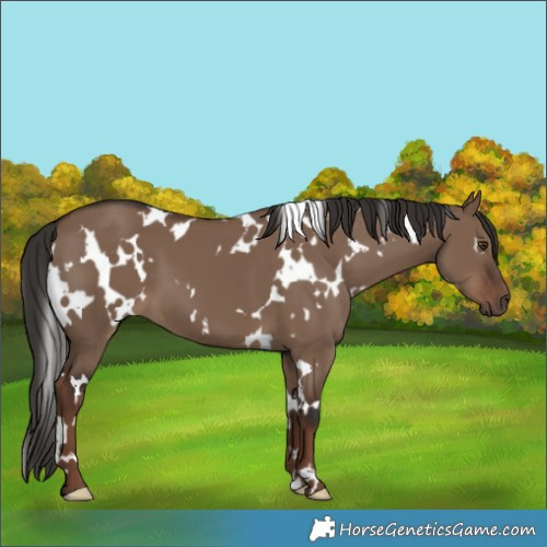 Horse Color:White Spotted Liver Red Dun 