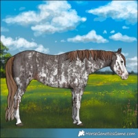 Horse Color:Liver Chestnut Sabino Splash Appaloosa and Liver Chestnut Sabino Splash Appaloosa
