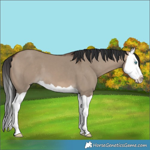 Horse Color:Brown Dun Splash 