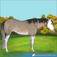 Horse Color:Brown Dun Splash 