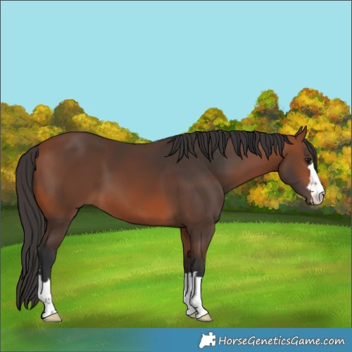 Horse Color:Bay 