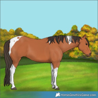 Horse Color:Bay Tobiano 