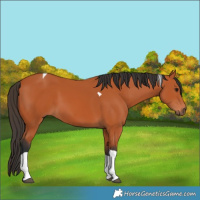 Horse Color:Bay Tobiano 