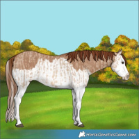 Horse Color:Red Dun Splash  and Red Dun Splash Rabicano 