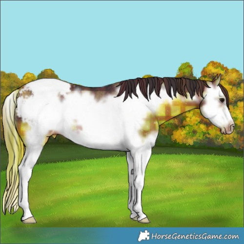 Horse Color:Plaid Brown Splash Frame Appaloosa Rabicano