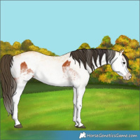 Horse Color:White Spotted Bay Splash and White Spotted Buckskin Splash