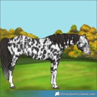 Horse Color:Gray Liver Chestnut Sabino Splash Near Leopard  and Gray Liver Chestnut Sabino Splash Near Leopard 