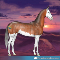 Horse Color:Bay Splash Rabicano