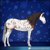 Horse Color:Bay Splash Appaloosa Rabicano 