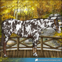 Horse Color:Liver Chestnut Sabino Splash Near Leopard  and Liver Chestnut Sabino Splash Near Leopard 