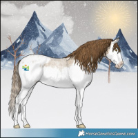 Horse Color:Classic Cream Champagne Roan Splash Appaloosa