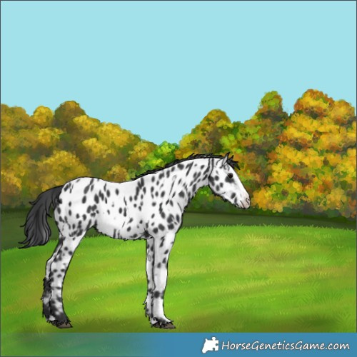 Horse Color:Black Sabino Splash Appaloosa  and Black Sabino Splash Appaloosa 