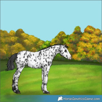 Horse Color:Black Sabino Splash Appaloosa and Black Sabino Splash Appaloosa