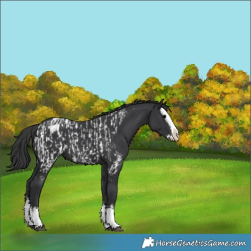 Horse Color:Black Sabino Splash Near Leopard  and Black Sabino Splash Blanket 