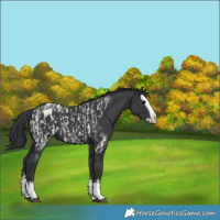 Horse Color:Black Sabino Splash Near Leopard  and Black Sabino Splash Blanket 