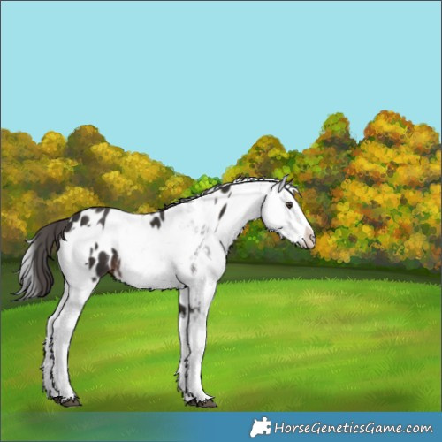Horse Color:Liver Chestnut Sabino Splash Appaloosa  and Liver Chestnut Sabino Splash Appaloosa 