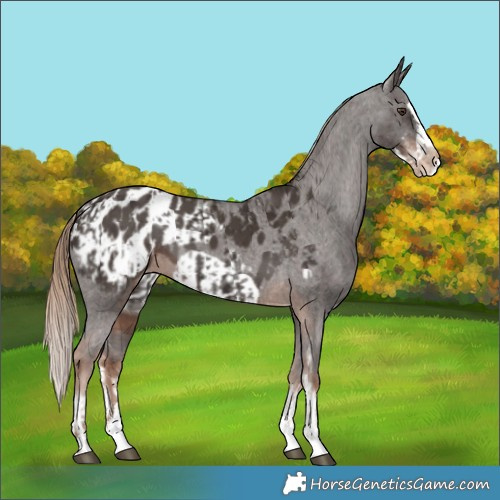 Horse Color:Liver Chestnut Sabino Splash Appaloosa  and Liver Chestnut Sabino Splash Frame Appaloosa 