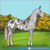 Horse Color:Liver Chestnut Sabino Splash Blanket and Liver Chestnut Sabino Splash Frame Blanket
