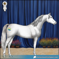 Horse Color:Gray Chestnut Splash