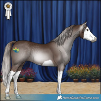 Horse Color:Gray Chestnut Splash 
