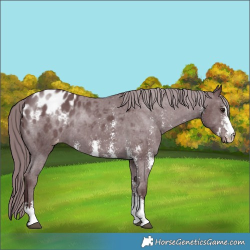 Horse Color:Chocolate Black Chinchilla Sabino Appaloosa 