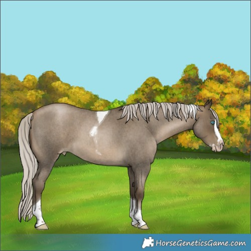 Horse Color:Gray Silver Buckskin Roan Pearl Splash Tobiano 