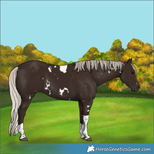 Horse Color:Gray White Spotted Silver Black Tobiano 