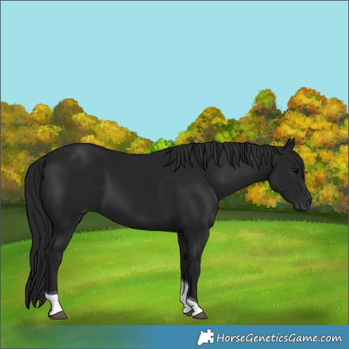 Horse Color:Gray Black Tobiano 