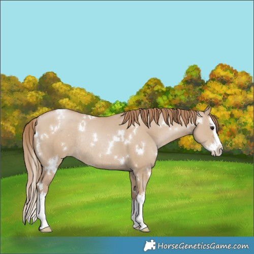 Horse Color:White Spotted Grullo Pearl Splash Rabicano 
