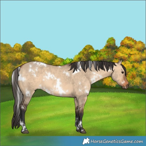 Horse Color:White Spotted Bay Dun 