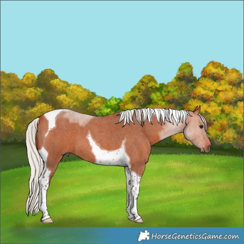 Horse Color:Silver Bay Roan Tobiano 