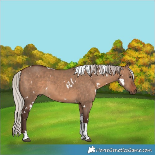 Horse Color:White Spotted Silver Brown Dun Tobiano 