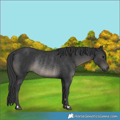 Horse Color:Black Rabicano 