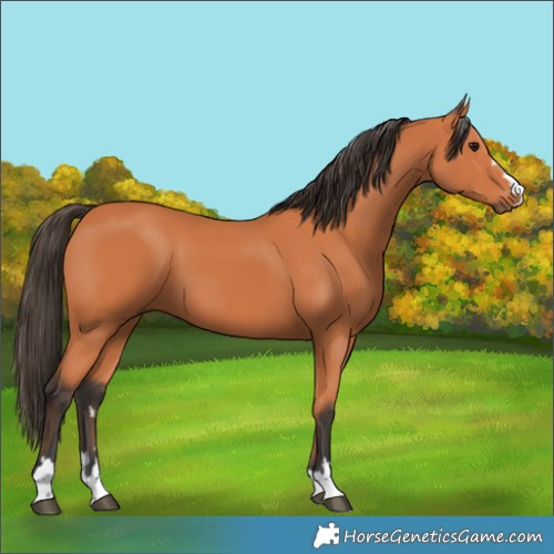 Horse Color:Bay 