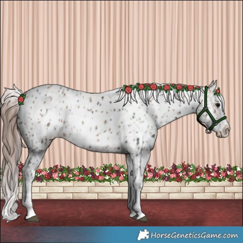 Horse Color:Brown Sabino Splash Appaloosa  and Sable Champagne Sabino Splash Appaloosa 
