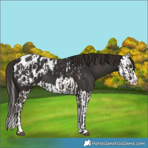 Horse Color:Liver Chestnut Sabino Splash Appaloosa  and Gray Liver Chestnut Sabino Splash Appaloosa 