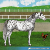 Horse Color:Liver Chestnut Sabino Splash Leopard  and Liver Chestnut Sabino Splash Leopard 