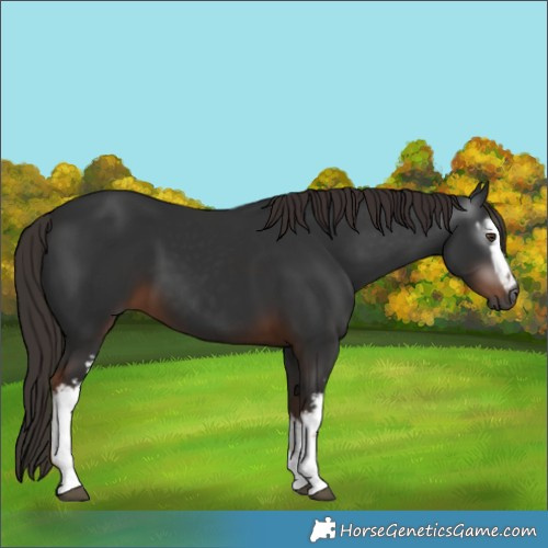Horse Color:Gray White Spotted Liver Chestnut