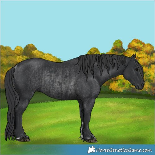 Horse Color:Black and Black Rabicano