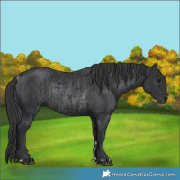 Horse Color:Black  and Black Rabicano 