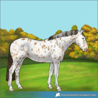 Horse Color:Amber Cream Champagne Sabino Tobiano Appaloosa  and Gray Amber Cream Champagne Sabino Tobiano Appaloosa 