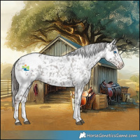 Horse Color:Liver Chestnut Sabino Splash Appaloosa  and Liver Red Roan Sabino Splash Appaloosa 