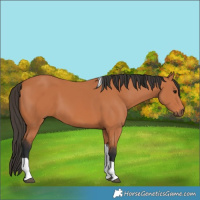 Horse Color:Bay Tobiano 