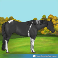 Horse Color:Black Tobiano 