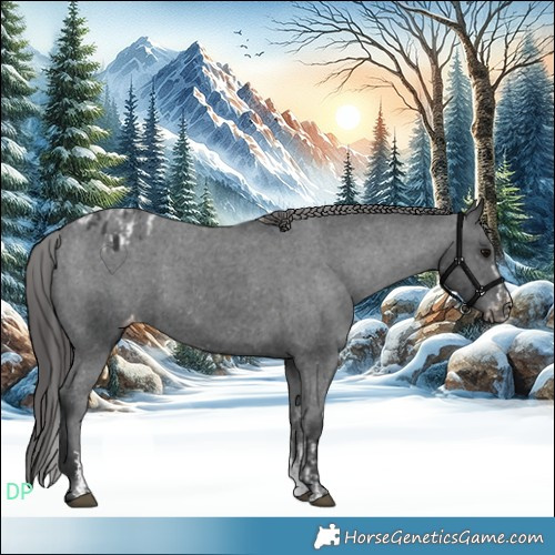 Horse Color:Black Sabino Splash Appaloosa and Black Sabino Appaloosa