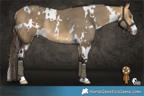 Horse Color:White Spotted Buckskin Dun Rabicano 