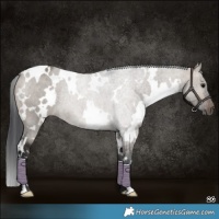 Horse Color:White Spotted Brown Dun Rabicano 