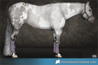 Horse Color:White Spotted Brown Dun Rabicano 